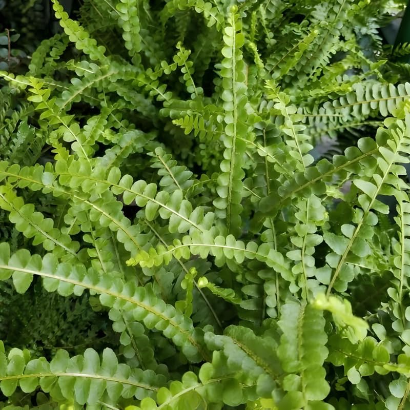 Lemon Button Fern Plant, 2 Inch Pot Size, Easy Care Indoor Greenery, Petite Round Foliage for Home and Office Décor