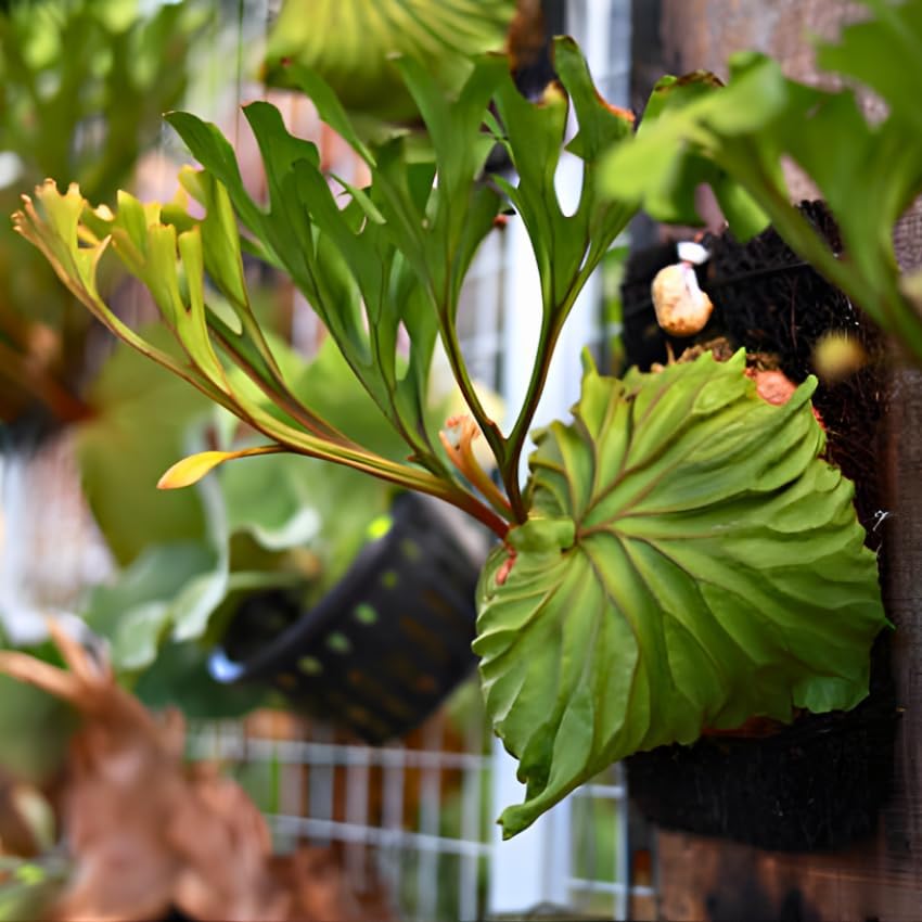 Staghorn Fern Live Plants, Stag Horn Fern Live Plant in 4 Inch Pot, Live Ferns Plants Indoor for Home Decor and Hanging Displays