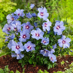 5 Althea Rose of Sharon Plant Live Mixed Colors - Hibiscus Syriacus Plant Live – 6 to 12 Inch Live Seedlings | Hardy Flowering Shrubs with Summer Blooms | Easy to Grow Garden Favorites