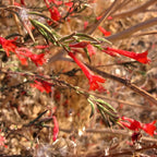 Fuchsia Plants Live, Gold and Red Foliage, 6-12 Inch Tall, Autumnale Variety, Fast Growing Deciduous Flowering Shrub, Well-Rooted Plant