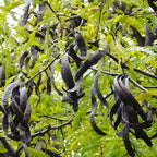 10 Black Locust Trees Live | Native Black Locust Seedlings 1–2 Ft | Fast-Growing Locusts for Shade | Ideal for Landscaping, Parks & Home Gardens