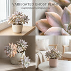 Variegated Ghost Plant Graptopetalum in 4" Pot, High-Vigor Low Maintenance Succulent - Pet-Friendly, Sturdy Growth for Shelves