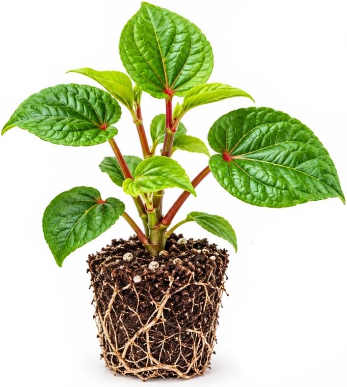Kiko's Crump Salad Tree, South Sea Salad Tree, Abelmoschus Manihot, Large Green Edible Leaves, Red Stems and Yellow Flowers, Tropical Garden Plant