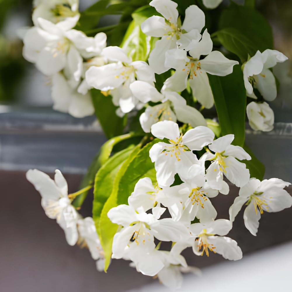 Mock Orange Plant, 4-6" Tall Shrub, Vigorous Deciduous Bush with Intoxicating Fragrance for Backyard Foundation Planting & Garden Borders