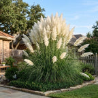 White Pampas Grass Plants, Live Pampas Perennial Grasses, 4 Inch Tall Starter, Ornamental Grass for Outdoor Garden Landscaping