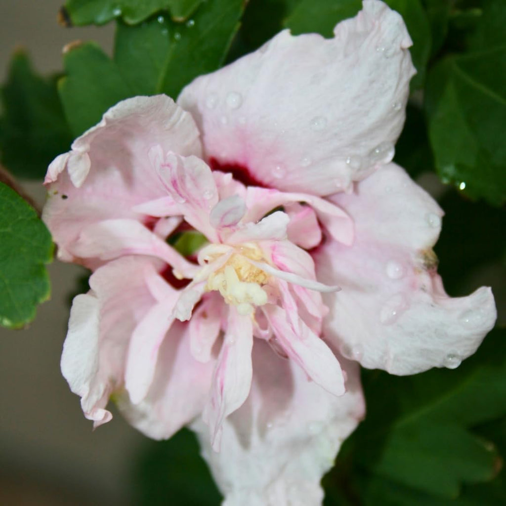 2 Pink Rose of Sharon Live Plants | 12–18 Inch Tall | Pink Blooming Hibiscus syriacus for Yards, Hedges, Borders & Landscape Design