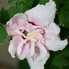 2 Pink Rose of Sharon Live Plants | 12–18 Inch Tall | Pink Blooming Hibiscus syriacus for Yards, Hedges, Borders & Landscape Design