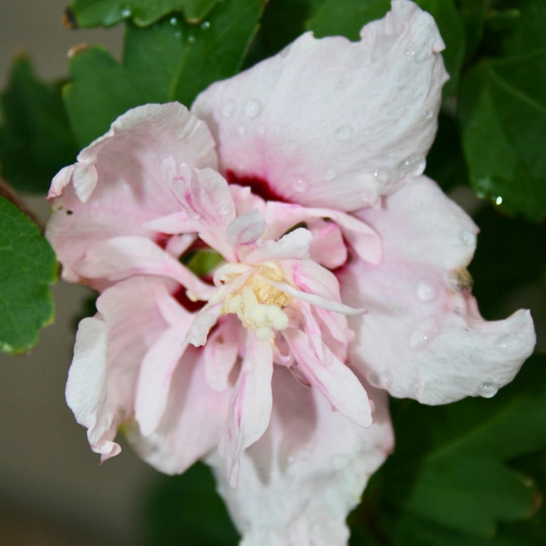 2 Pink Rose of Sharon Live Plants | 12–18 Inch Tall | Pink Blooming Hibiscus syriacus for Yards, Hedges, Borders & Landscape Design