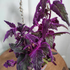2 Purple Passion Plant Live Indoor Plant, 4-8 Inch Tall, 2 Rooted Plants Per Pot, Low Maintenance Tropical Velvet Vine for Bright Indirect Light