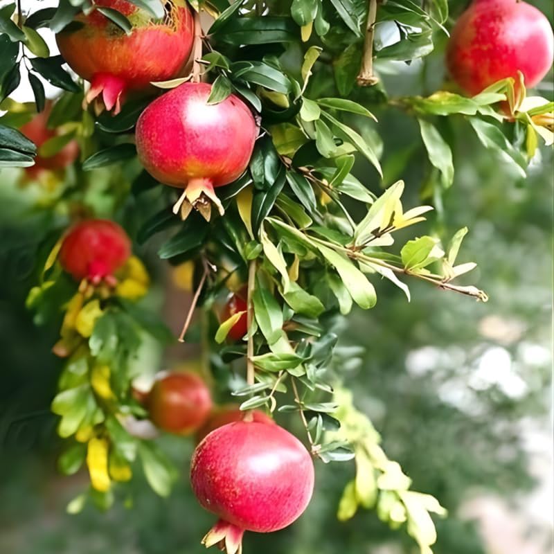 Live Pomegranate Tree Plant in 4 Inch Pot | Pomegranate Plant Live for Planting | Hardy, Fast-Growing Fruit Tree for Home Gardens, Outdoor Beds & Edible Landscapes
