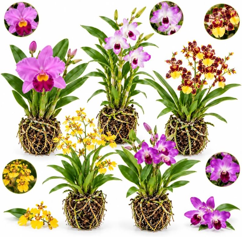 5 Orchid Live Plants (Cattleya, Dendrobium, Wilsonara, Oncidium, Vanda) with Pot, Potting Media and Care Instructions