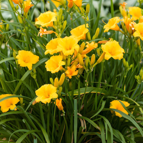 5 Stella de Oro Daylily Live Roots, Low Maintenance Sun-Loving Yellow Flowers, Vigorous Golden Yellow Perennial Bulbs for Landscaping
