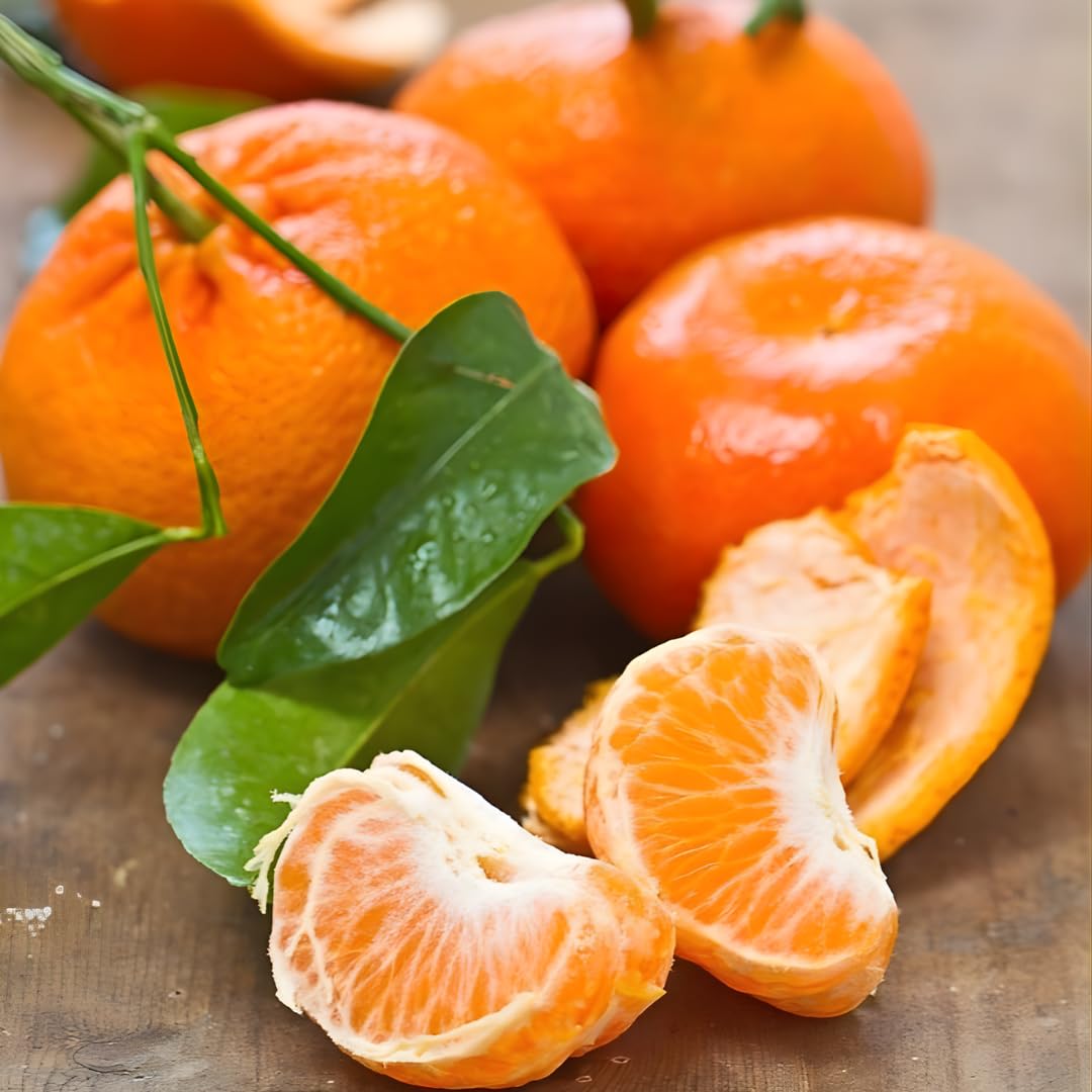(No Ship to CA,HI,AK) Kishu Mandarin Oranges Tree Live Plant | 1 Gallon Live Potted Citrus Tree | Sweet Juicy Fruit for Cooking Juicing & Home Gardening