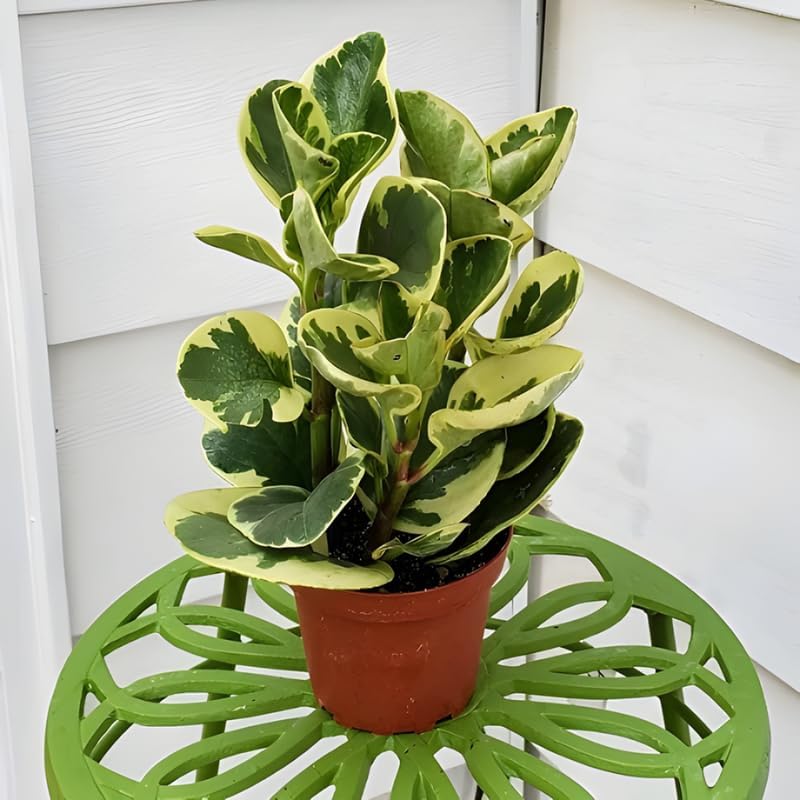 Baby Rubber Plant Live Indoor | Variegated Peperomia Obtusifolia Plant in 4'' Inch Pot | Low-Maintenance Peperomia Live Plant | Suitable for Home & Office Displays