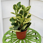 Baby Rubber Plant Live Indoor | Variegated Peperomia Obtusifolia Plant in 4'' Inch Pot | Low-Maintenance Peperomia Live Plant | Suitable for Home & Office Displays