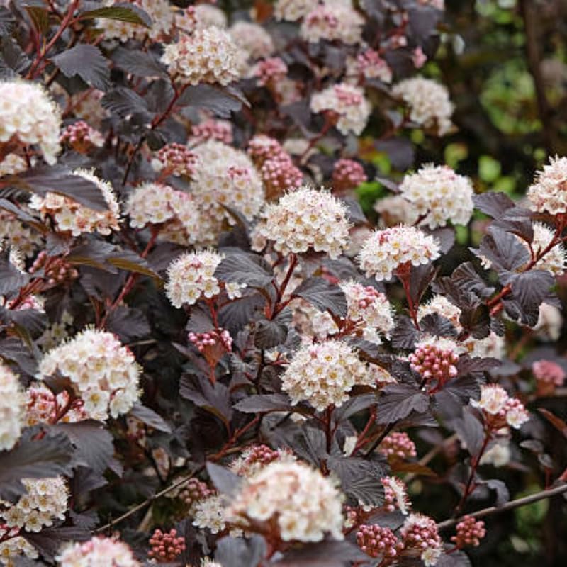 5 Live Ninebark Shrub Plant, 12-24" Tall Bare Root, Easy to Grow, Resilient Flowering Foliage for Garden Rows and Landscapes