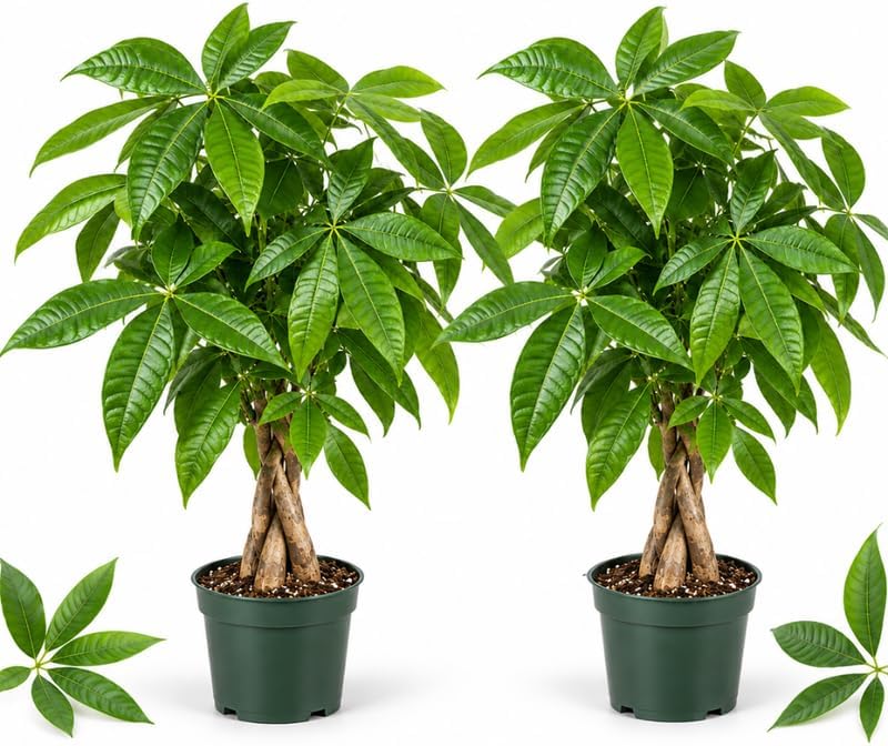 2 Pachira Money Tree, Live Money Tree Plants Indoor, 4" Pot