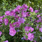 5 Althea Rose of Sharon Plant Live Mixed Colors - Hibiscus Syriacus Plant Live – 6 to 12 Inch Live Seedlings | Hardy Flowering Shrubs with Summer Blooms | Easy to Grow Garden Favorites