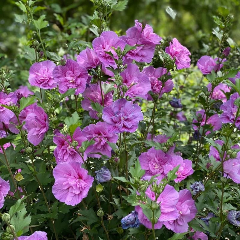 5 Althea Rose of Sharon Plant Live Mixed Colors - Hibiscus Syriacus Plant Live – 6 to 12 Inch Live Seedlings | Hardy Flowering Shrubs with Summer Blooms | Easy to Grow Garden Favorites