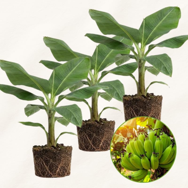 3 Dwarf Cavendish Banana Tree, Live Banana Tree 12–24 Inch Tall, Compact Tropical Banana Plant for Containers, Patios and Home Gardens
