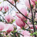 Ann Magnolia Tree Live Plant, 12-18" Potted Plant in 2.5" Pot, Cold-Hardy Early Spring Blooming Tree for Backyard and Garden Rows