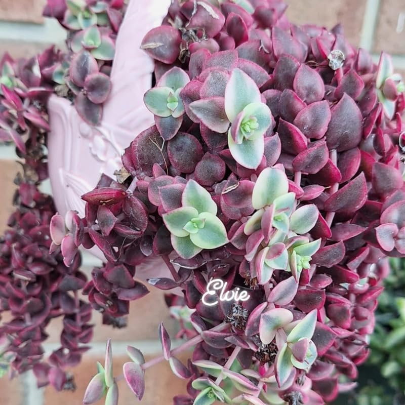 Calico Kitten Succulent Live in 4 Inch Pot | Pink Variegated Trailing Plant | Great for Window Ledges, Office Corners, and Compact Plant Displays