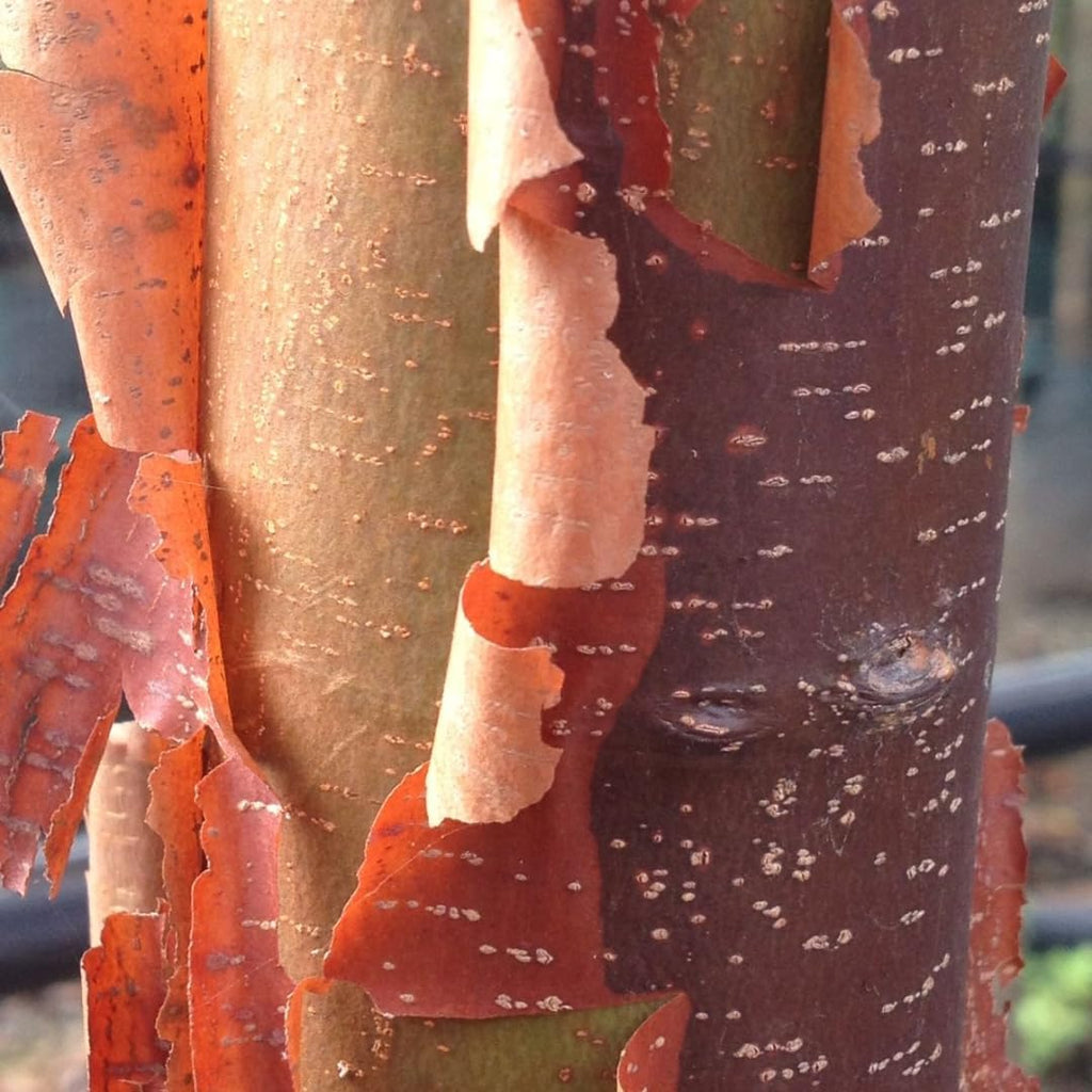 Chinese Elm Trees Live Plant | Fast-Growing Cold Hardy Elm Tree for Landscaping | 6–12 Inch Live Tree for Yard, Garden & Windbreaks