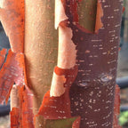 Chinese Elm Trees Live Plant | Fast-Growing Cold Hardy Elm Tree for Landscaping | 6–12 Inch Live Tree for Yard, Garden & Windbreaks