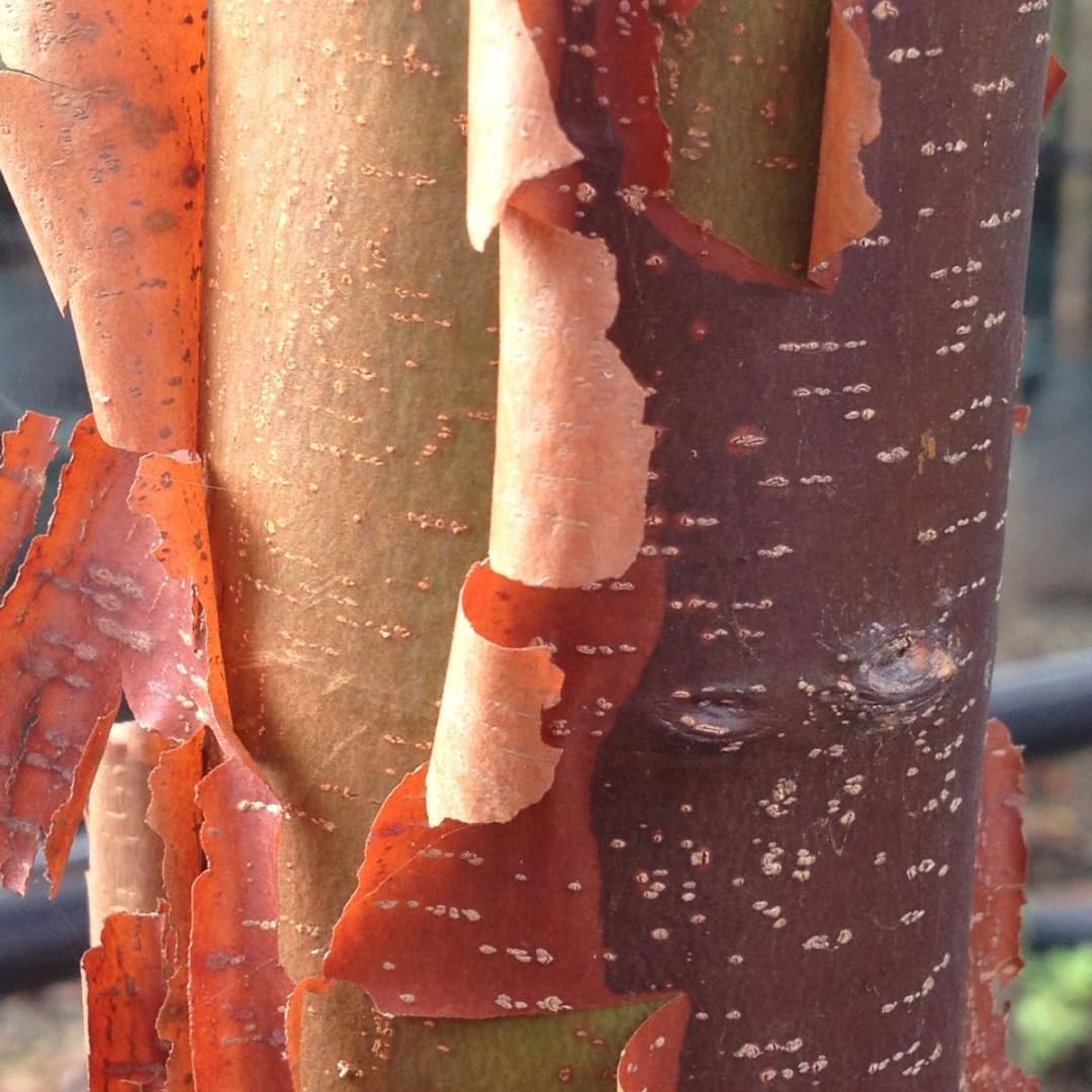 Chinese Elm Trees Live Plant | Fast-Growing Cold Hardy Elm Tree for Landscaping | 6–12 Inch Live Tree for Yard, Garden & Windbreaks