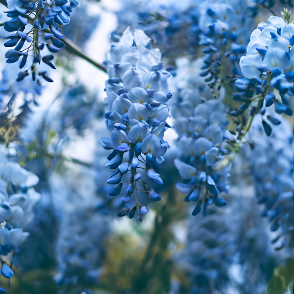 Blue Wisteria Tree, 2.5 Inch Pot, Potted Flowering Vine Starter, Fast Growing Purple-Blue Bloom Shrub for Garden and Patio