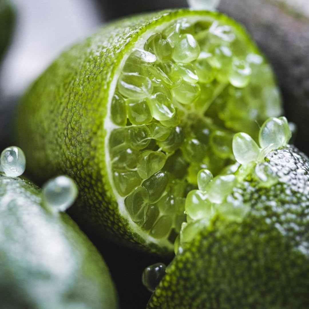 Green Finger Limes Tree Live Plant | 2.5–3 Ft Live Citrus Plant | Easy-to-Grow Citrus Tree for Home Gardens & Patios | No Ship to CA,HI,AK