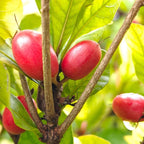 (No Ship to CA, HI, AK) Miracle Fruit Tree Live Plant - 12-14 Inches Miracle Berry Tree in 3 Gallon Pot, Cold Hardy Tropical Fruit Trees Live Plants for Home Yard Landscape