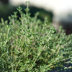 Thyme Plant, French Thyme Herb,4" Tall, Aromatic Culinary Herb, Well-Rooted, Drought Tolerant & Cold-Hardy Edible Plant