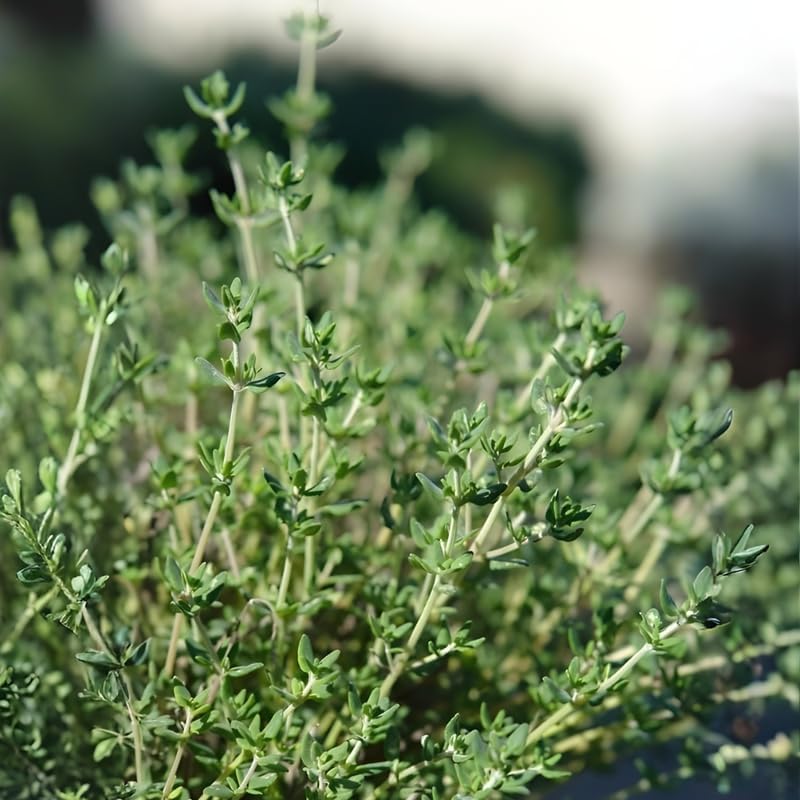 Thyme Plant, French Thyme Herb,4" Tall, Aromatic Culinary Herb, Well-Rooted, Drought Tolerant & Cold-Hardy Edible Plant