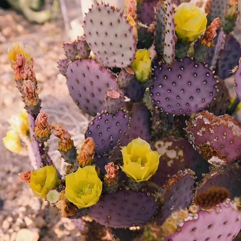 Purple Prickly Pear Cactus Live Plant in 3 Inch Potted | Hardy Desert Cactus for Indoor Display, Outdoor Gardens, Xeriscaping, Borders & Containers