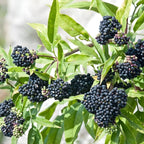 2-Pack Black Elderberry Rooted Cuttings | 8-12" Bare Root Live Plant Seedlings | Fast-Growing Fruit Bearing Shrubs