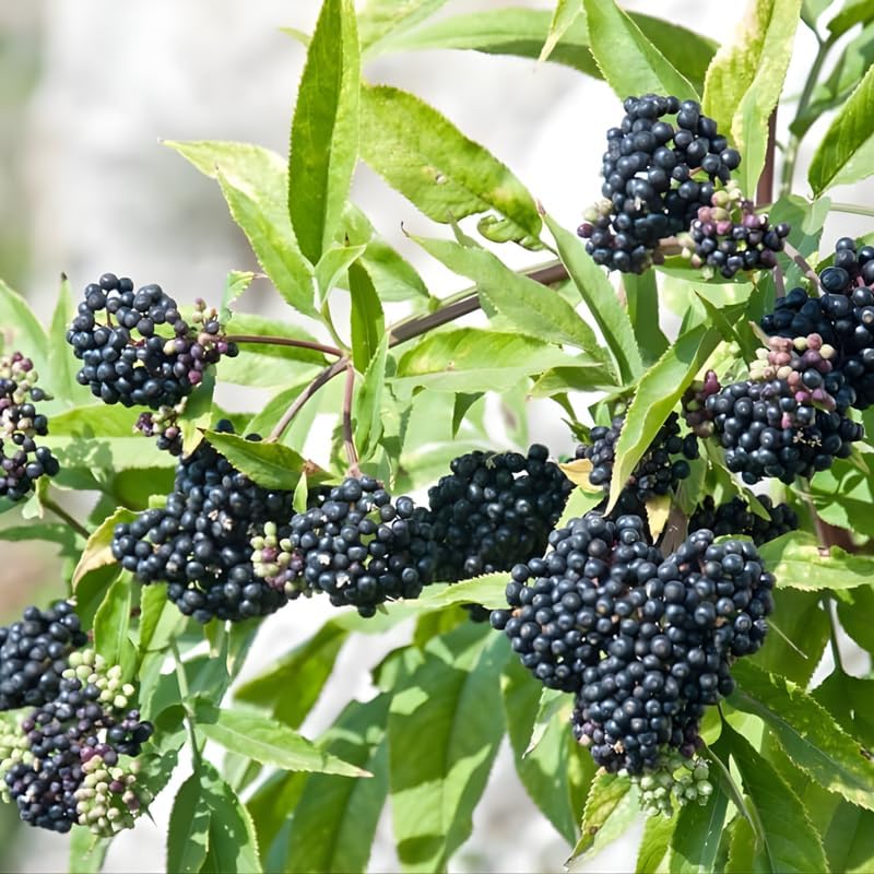 2-Pack Black Elderberry Rooted Cuttings | 8-12" Bare Root Live Plant Seedlings | Fast-Growing Fruit Bearing Shrubs