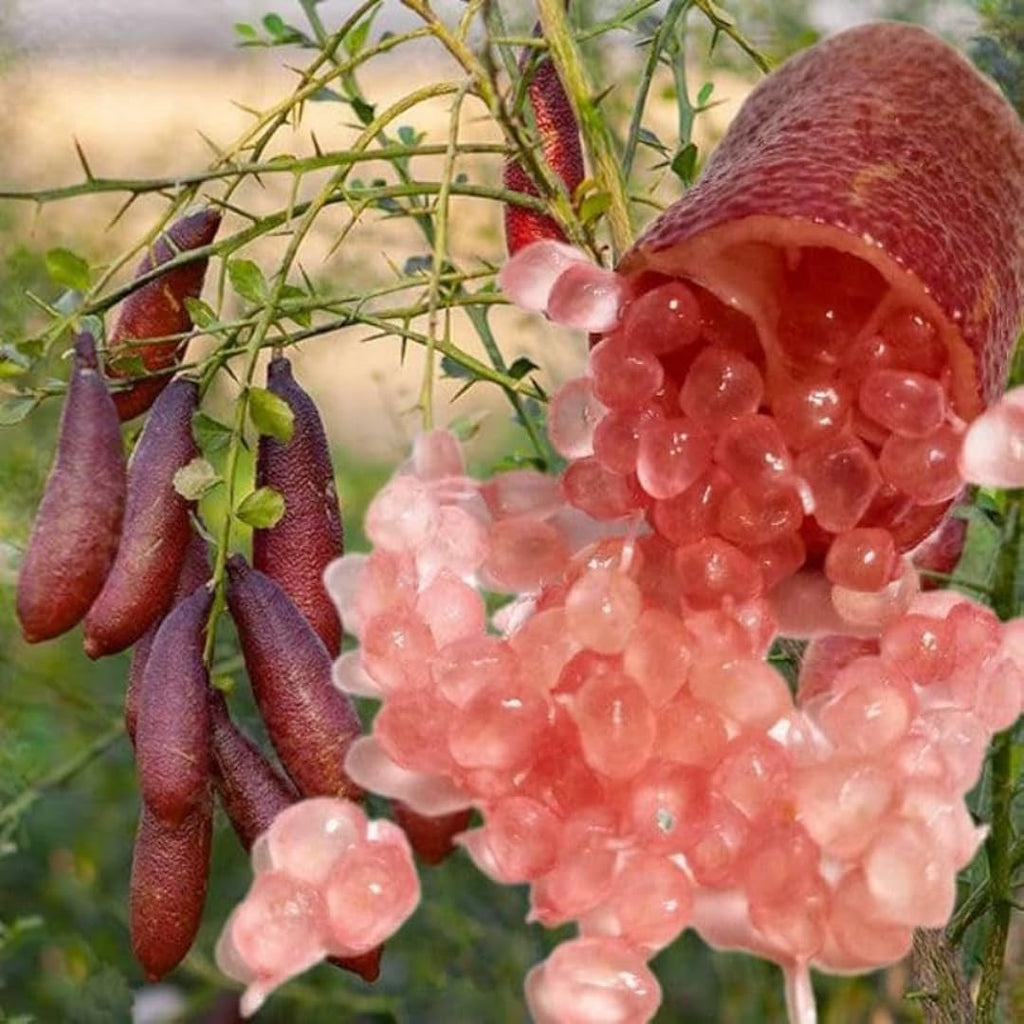 Red Finger Lime Trees Live Plants | 2.5–3 Feet Live Potted Citrus Tree | Citrusy Juicy Fruit for Cooking, Juicing & Home Gardening | No Ship to CA,HI,AK