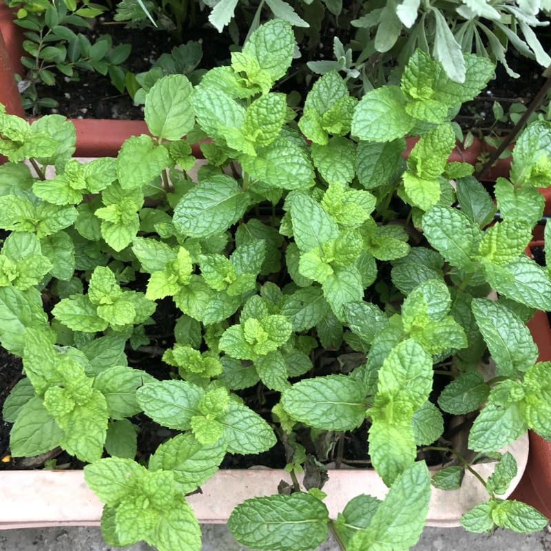 2 Chocolate Mint Plants, 3-Inch Pot, Mint Plants Live, Fast Growing Aromatic Perennial for Modern Landscape and Herb Gardening