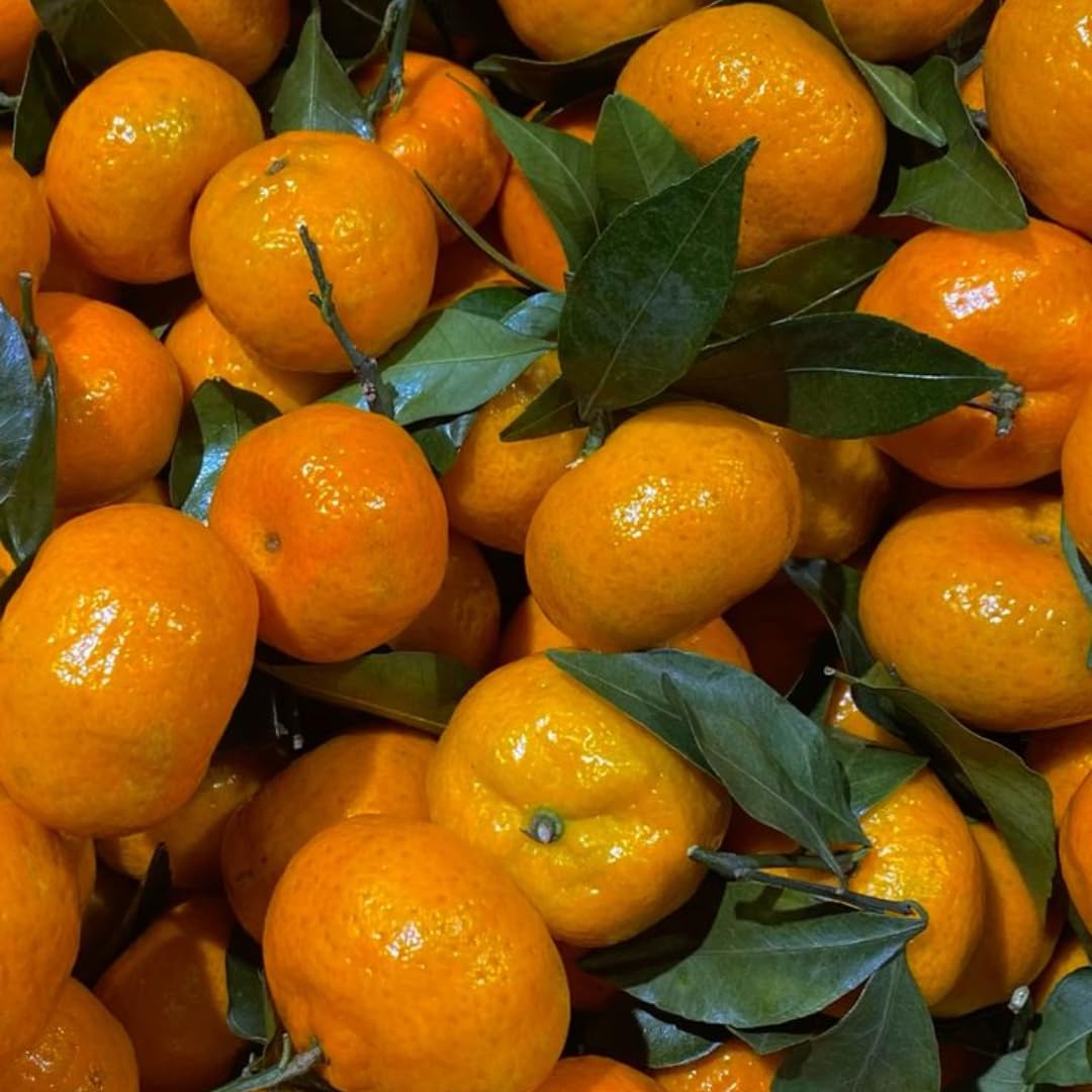 (No Ship to CA,HI,AK) Hamlin Orange Trees Live Plants| 1 Gallon Live Potted Citrus Plant | Sweet Juicy Fruit Tree for Indoor & Outdoor Spaces