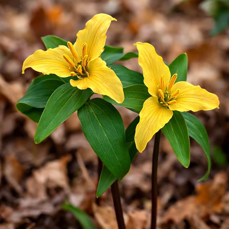 5 Yellow Trillium Bulbs, Native Wildflower, Low Maintenance, Perennial Flower Bulbs for Outdoor Garden