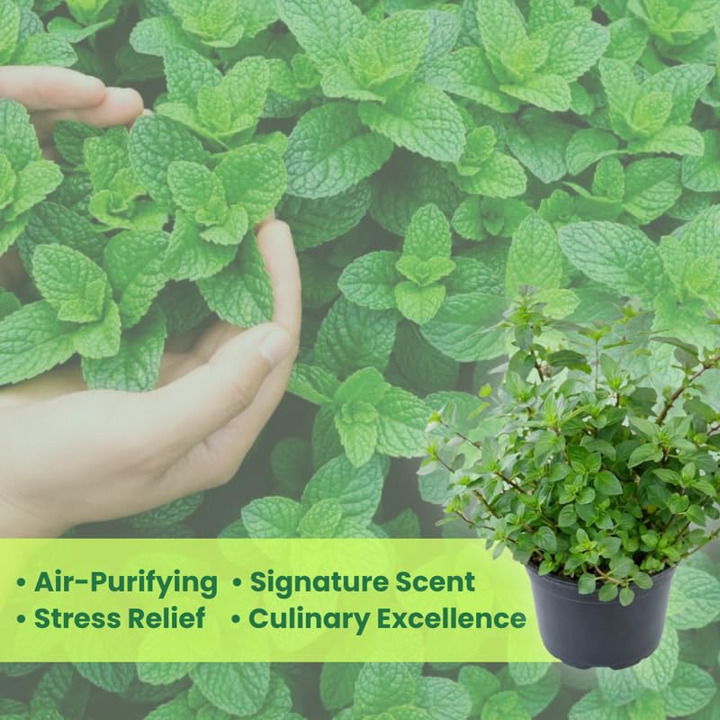 2 Spearmint Plant, 3" Pot, Fresh Herb Plants Live, Mint Plants for Inside Windowsills or Outdoor Garden Beds