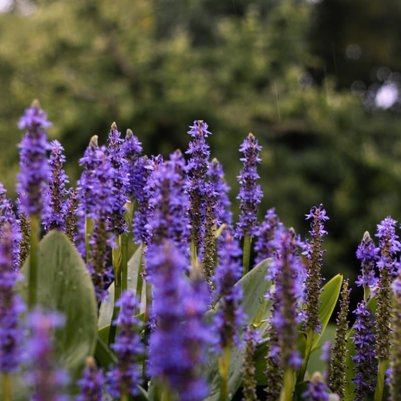 2 English Lavender Live Plant, 3" Pot, Fragrant Lavandula Angustifolia Flower, Live Lavender Plants for Inside Windowsills or Outdoor Gardens