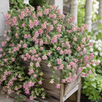 Ornamental Oregano Plants Live for Planting, 3" Pot, High-Yield, Elegant Cascading Pink Flowers, Fragrant Foliage, Perfect for Patio Containers and Window Boxes