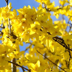2 Forsythia Live Plants | Forsythia Bush Shrubs for Outdoor Planting | 1–2 Feet Tall Well-Established Plants | Ideal for Hedges, Borders, and Landscape Use