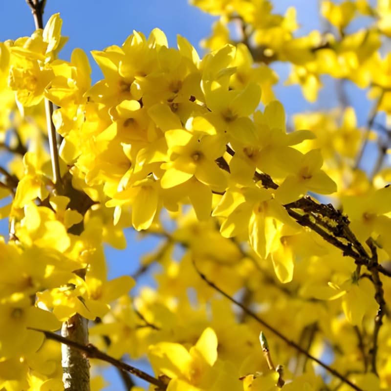 2 Forsythia Live Plants | Forsythia Bush Shrubs for Outdoor Planting | 1–2 Feet Tall Well-Established Plants | Ideal for Hedges, Borders, and Landscape Use