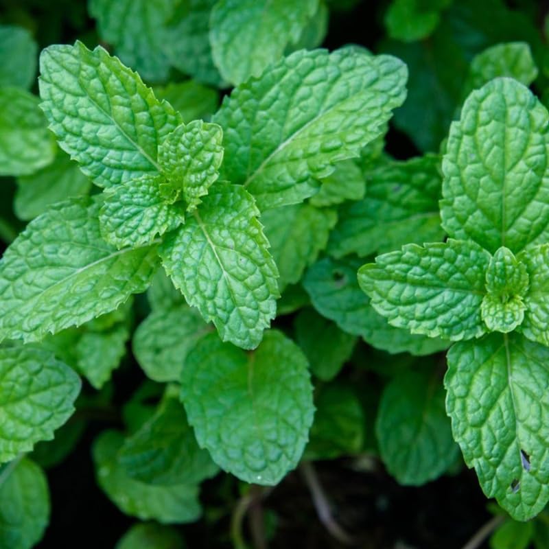 Peppermint Plants Live, Mint Plants for Inside and Home Décor, 3-Inch Potted Fresh Herb for Indoor Outdoor Growing