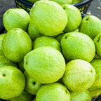 Ruby Guava Tree for Planting | Fresh Fruit 3 Ft Tall | Ideal Guava Tree Live Plant for Home Gardens & Patio Containers