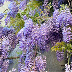 2 Purple Wisteria Tree in 2.5 Inch Pot, Amethyst Wisteria 12-18 Inch Tall, Well - Rooted Purple Flowering Tree, Long Trailing Lavender Purple Flowers
