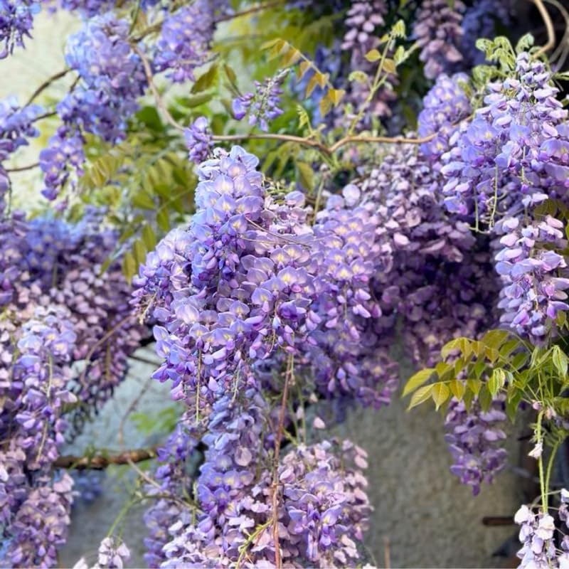2 Purple Wisteria Tree in 2.5 Inch Pot, Amethyst Wisteria 12-18 Inch Tall, Well - Rooted Purple Flowering Tree, Long Trailing Lavender Purple Flowers